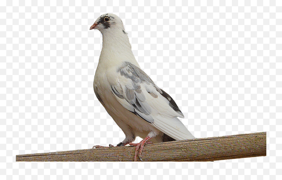 Png Paloma White Dove On - Dove On Branch Png Emoji,Paloma Png
