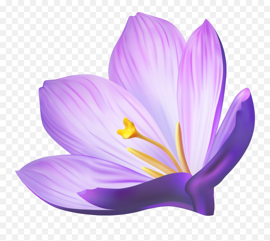 Crocus Flower Png Clipart Gallery Y 1594034 - Png Images Emoji,Flower Clipart Png
