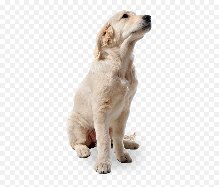 Dog Png Image Picture Download Dogs - Transparent White Dog Png Emoji,Dogs Png