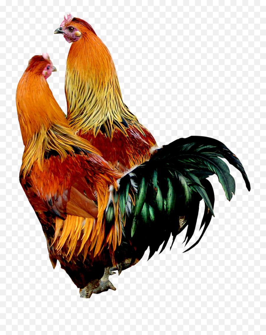 Chicken Png Images Transparent Background Png Play - Rooster Png Emoji,Chicken Transparent Background