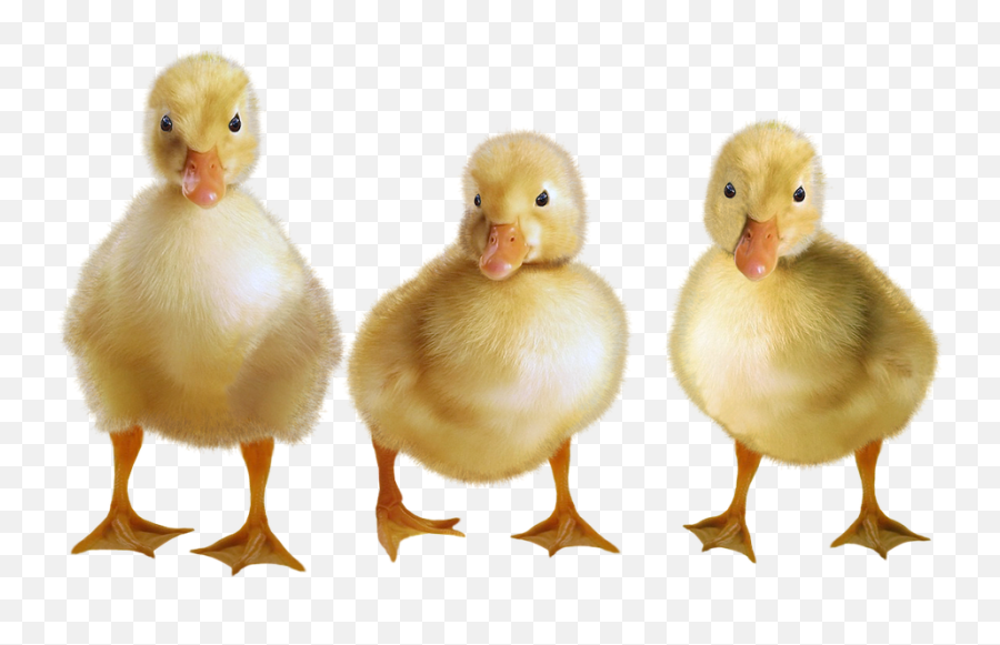 Download Hd Ducks Ducklings Water Bird Birds Duck Cub Emoji,Duck Transparent Background
