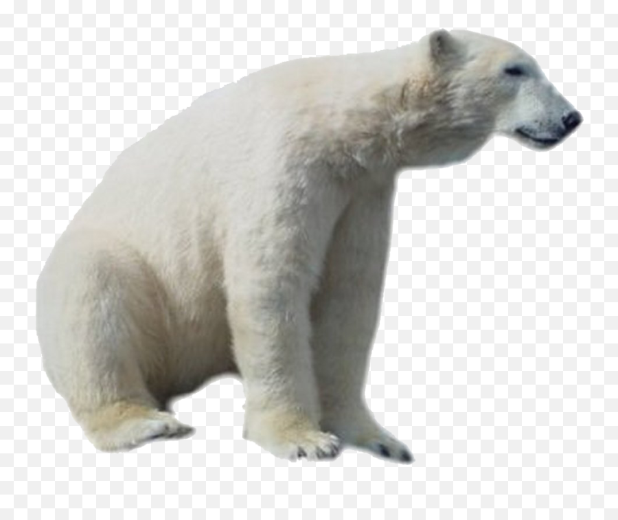 Download Polar Bear Hd Hq Png Image - White Polar Bear Transparent Background Emoji,Polar Bear Png