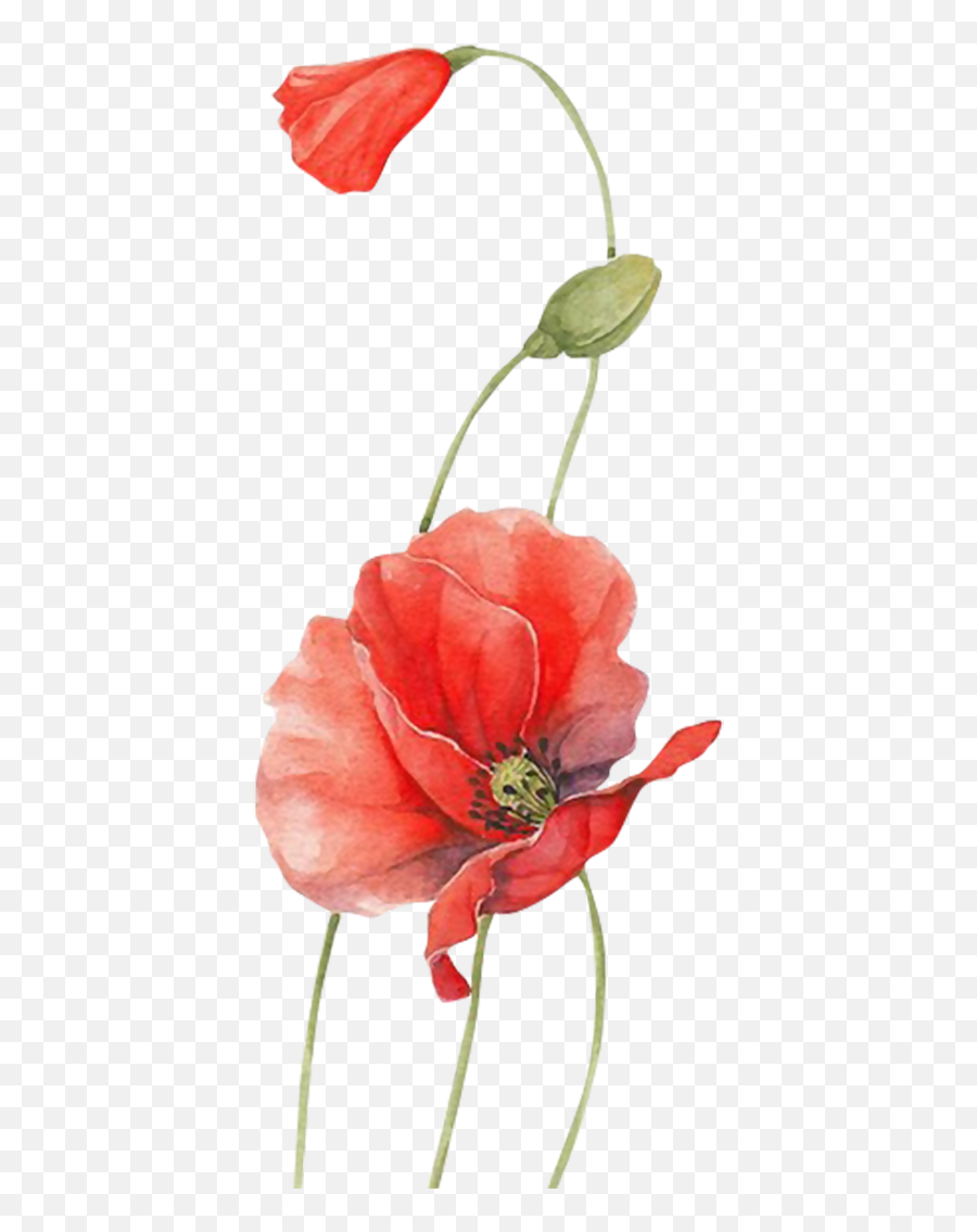 Poppy Watercolour Flowers Red - Flower Png Download 850 Common Poppy Emoji,Red Flower Png