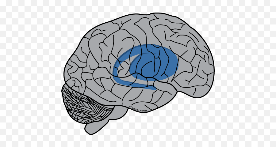 Human Brain Casey Henley Phd - Cartoon Brain Frontal Lobe Emoji,Brain Transparent Background