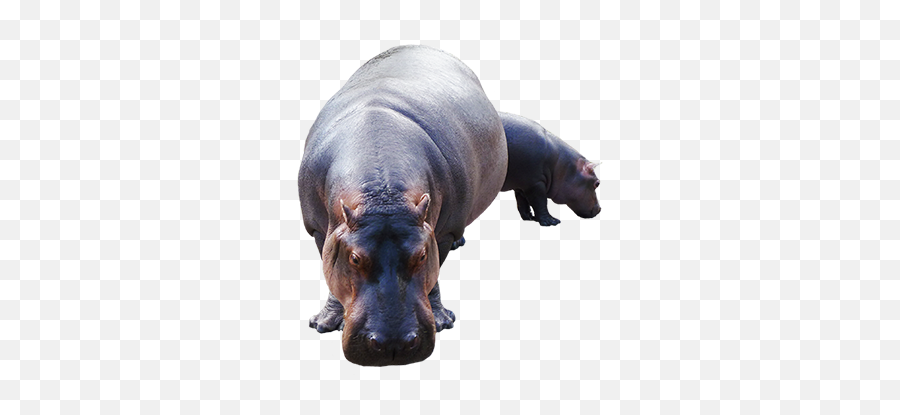 Cartoon Hippo Clipart Emoji,Hippopotamus Clipart