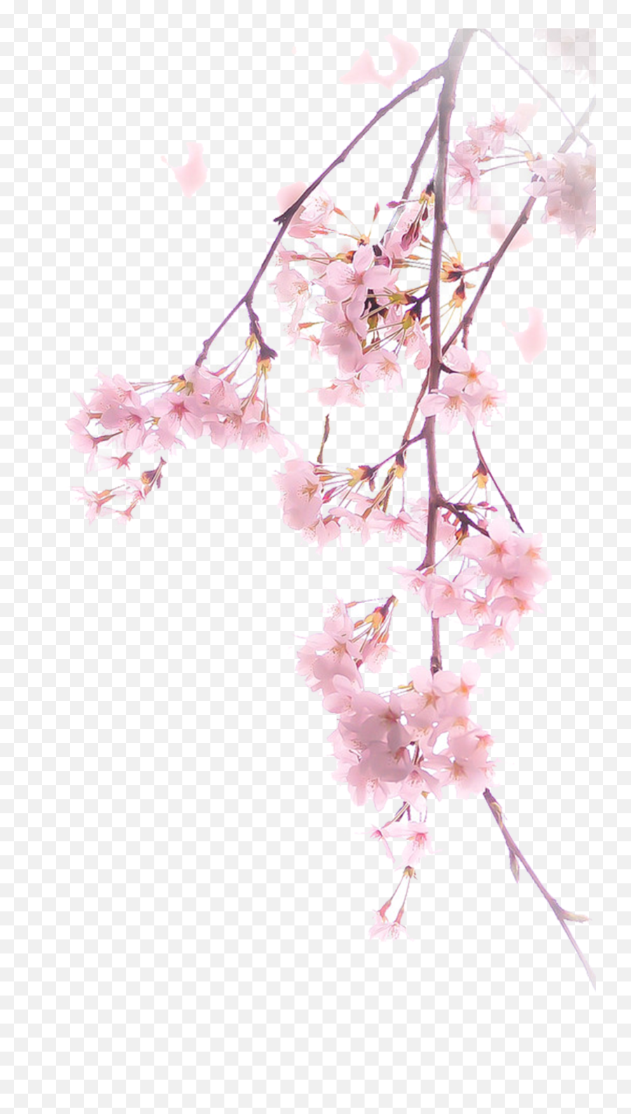 Download Illustration A Transprent - Pink Cherry Blossom Png Emoji,Japanese Cherry Blossom Png