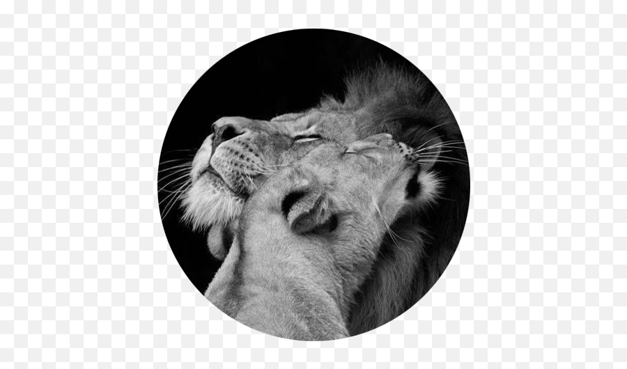 Download Couple Lion - Loving Lions Emoji,Lioness Png