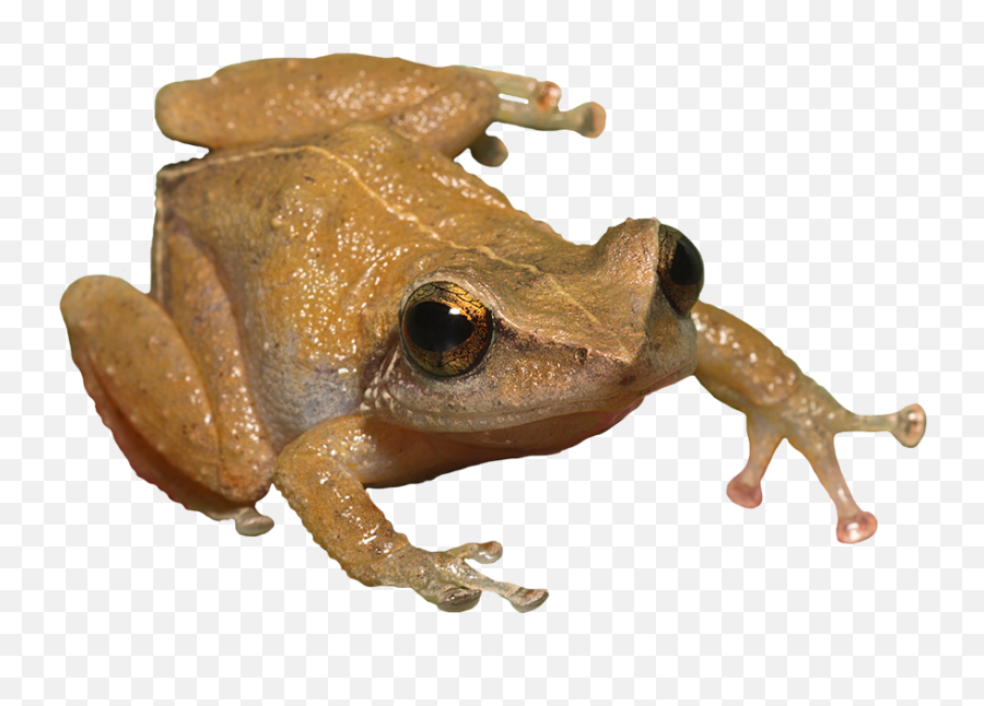 Toad Clipart Coqui Frog - Coqui Png Transparent Cartoon Transparent Coqui Png Emoji,Frogs Clipart