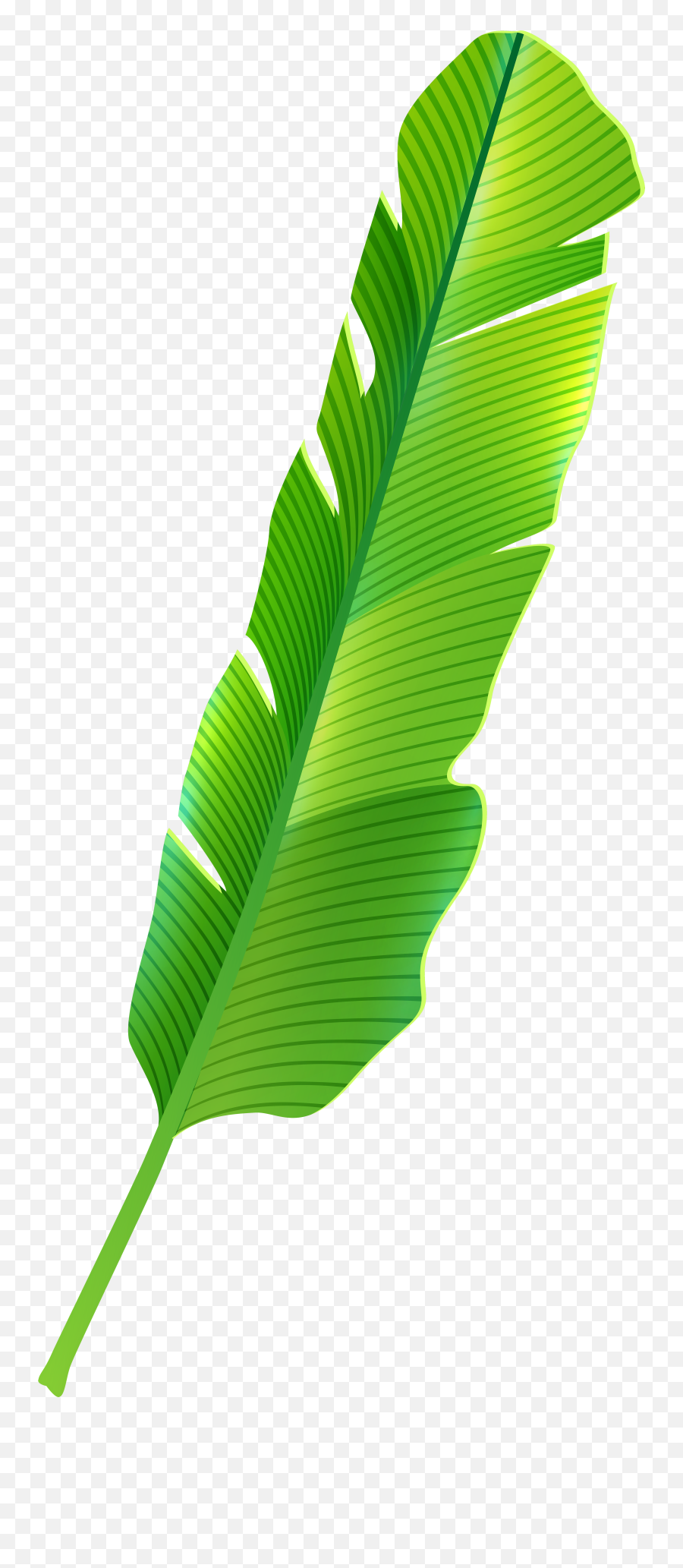 Download Tropical Leaf Png Clip Art - Banana Leaf Png Clipart Emoji,Tropical Clipart