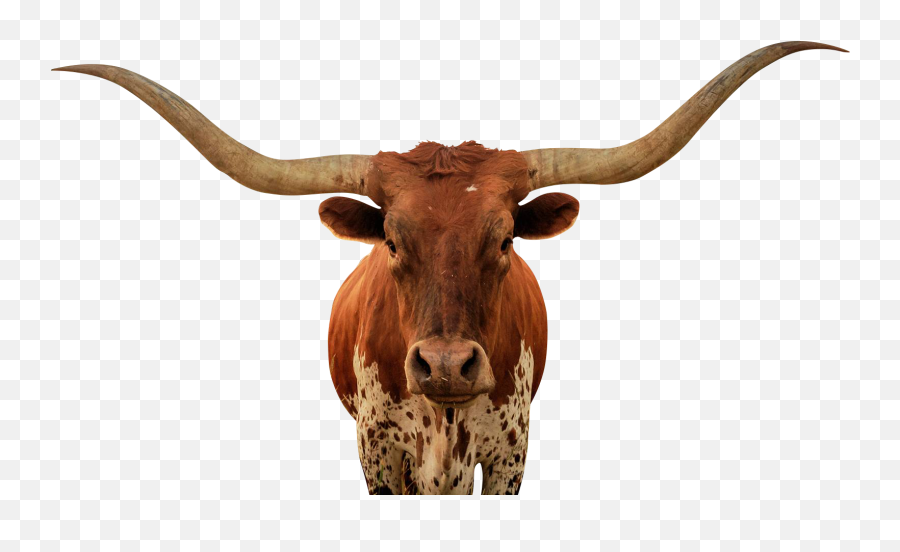 Free Texas Longhorn Silhouette Download 2617807 - Png Longhorn Bull Png Emoji,Texas Clipart