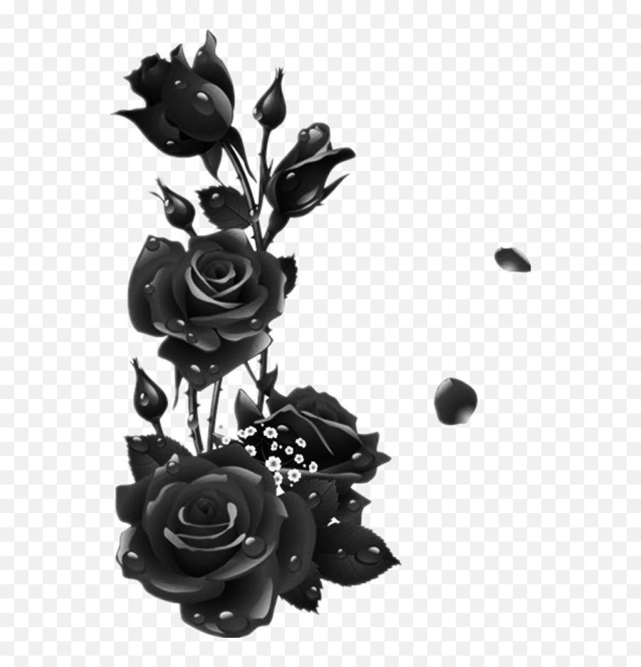 Download Hd Roses Black Rose Leaves Garden Drops - Transparent Black Rose Png Emoji,Black Rose Png