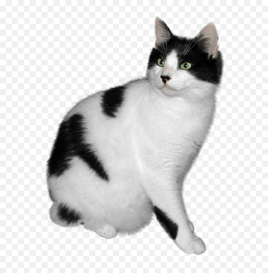 Black And White Cat Png - Black And White Cat Png Emoji,Cat Png