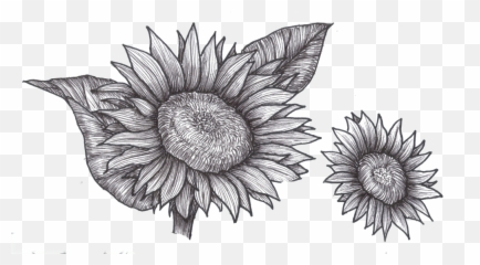 Free Free 301 Sunflower Clipart Black And White Png SVG PNG EPS DXF File