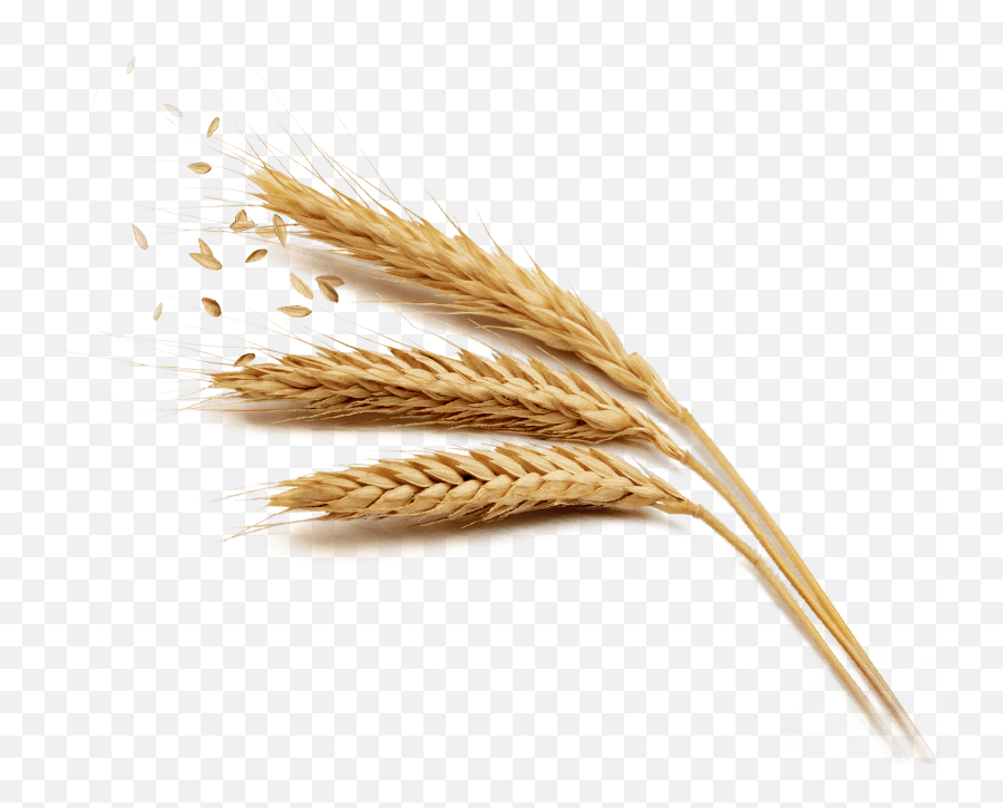 Grain Png Free Download - Transparent Background Wheat Transparent Emoji,Grain Png