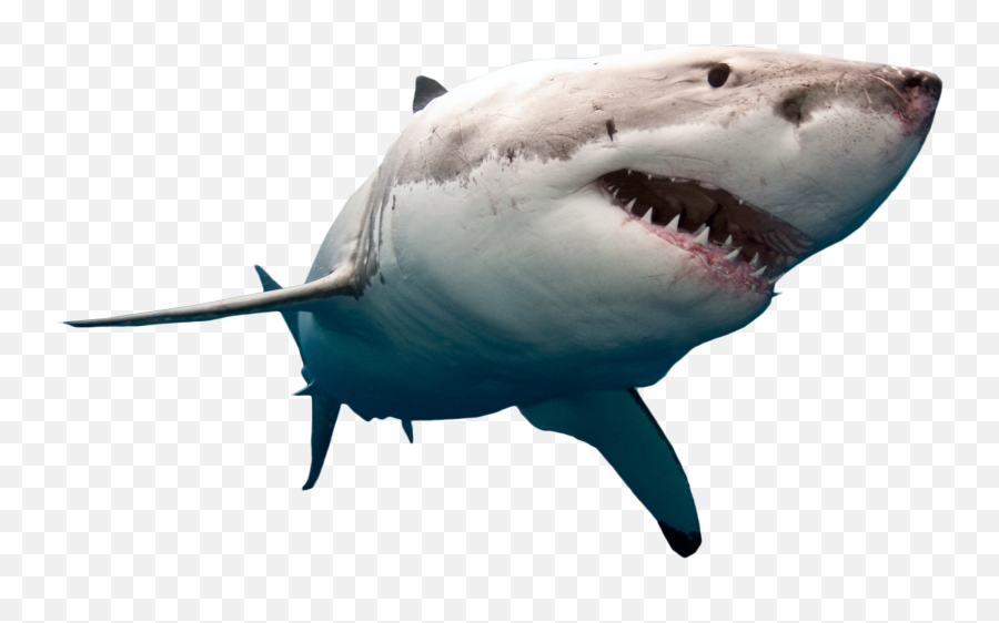 Download Hd Shark Swimming Png Image - Shark Png Emoji,Shark Transparent Background