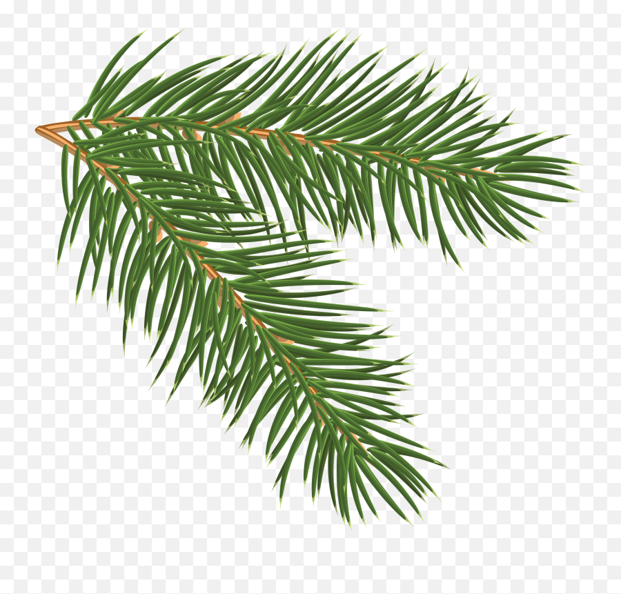 Gallery - Recent Updates Pine Branch Branch Drawing Tree Pine Branch Png Emoji,Pine Tree Clipart