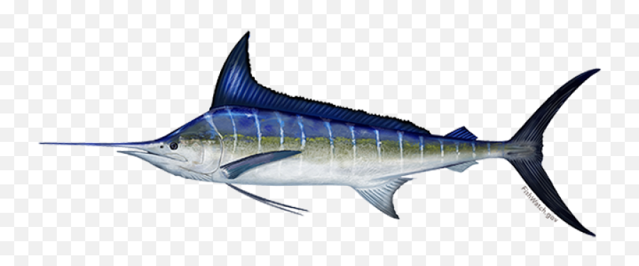 Striped Marlin Noaa Fisheries Emoji,Marlins New Logo