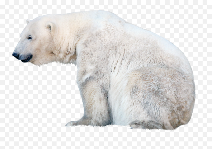 Polar Bear Transparent Background - Polar Bear Transparent Free Emoji,Bear Transparent Background