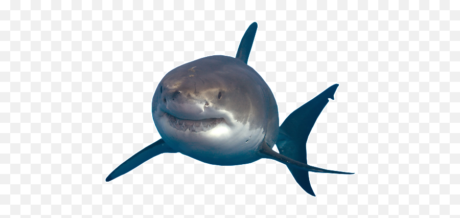 Shark Transparent Png - Shark Transparent Background Emoji,Shark Transparent Background