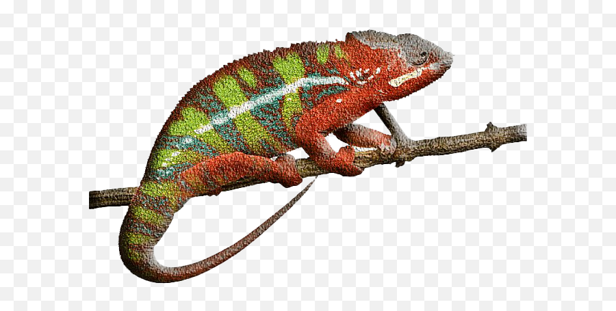 Real Chameleon Png Download Image Png All - Reptile Heating Pad Emoji,Chameleon Png
