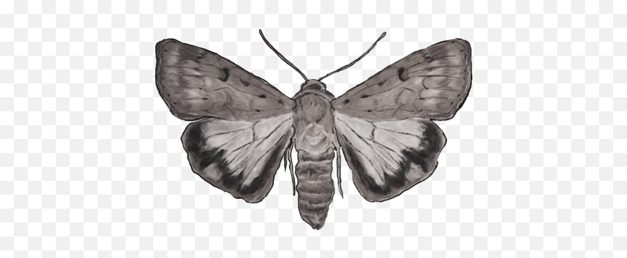 Gypsy Moth Emoji,Moth Transparent