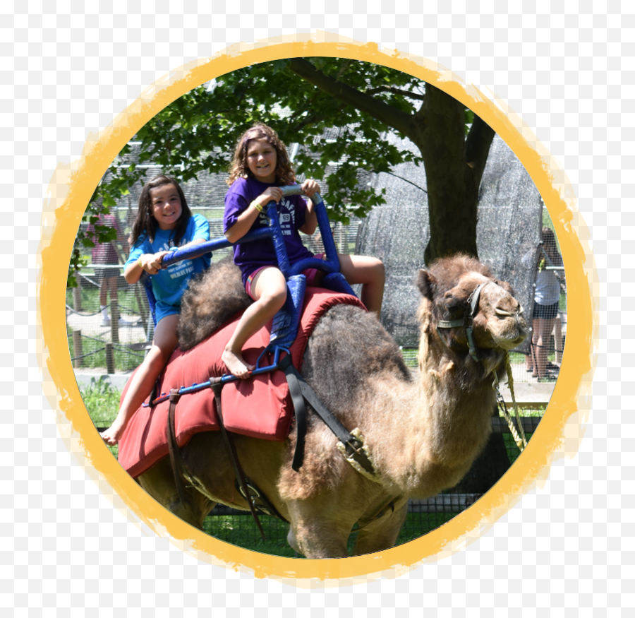 Camel Rides African Safari Wildlife Park - Port Clinton Oh Emoji,Camel Transparent Background