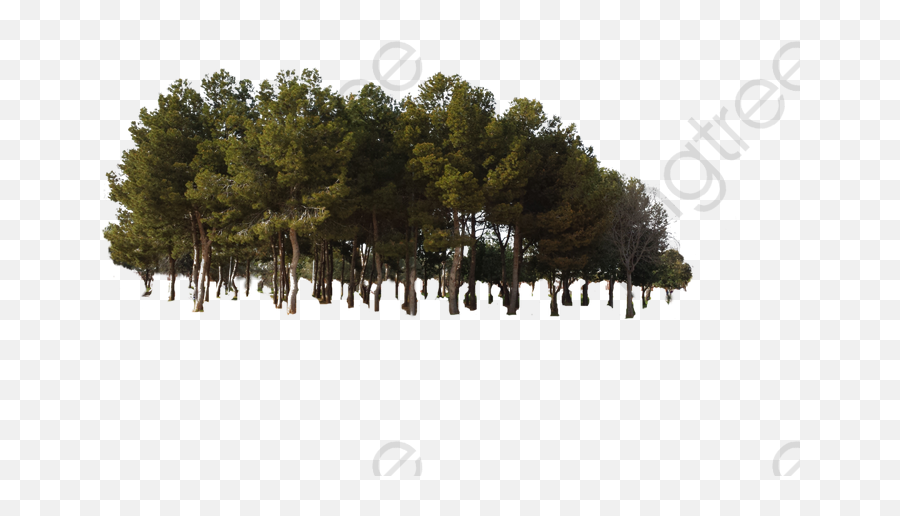 Deciduous Trees Png - Tree Forest Png Emoji,Forest Png