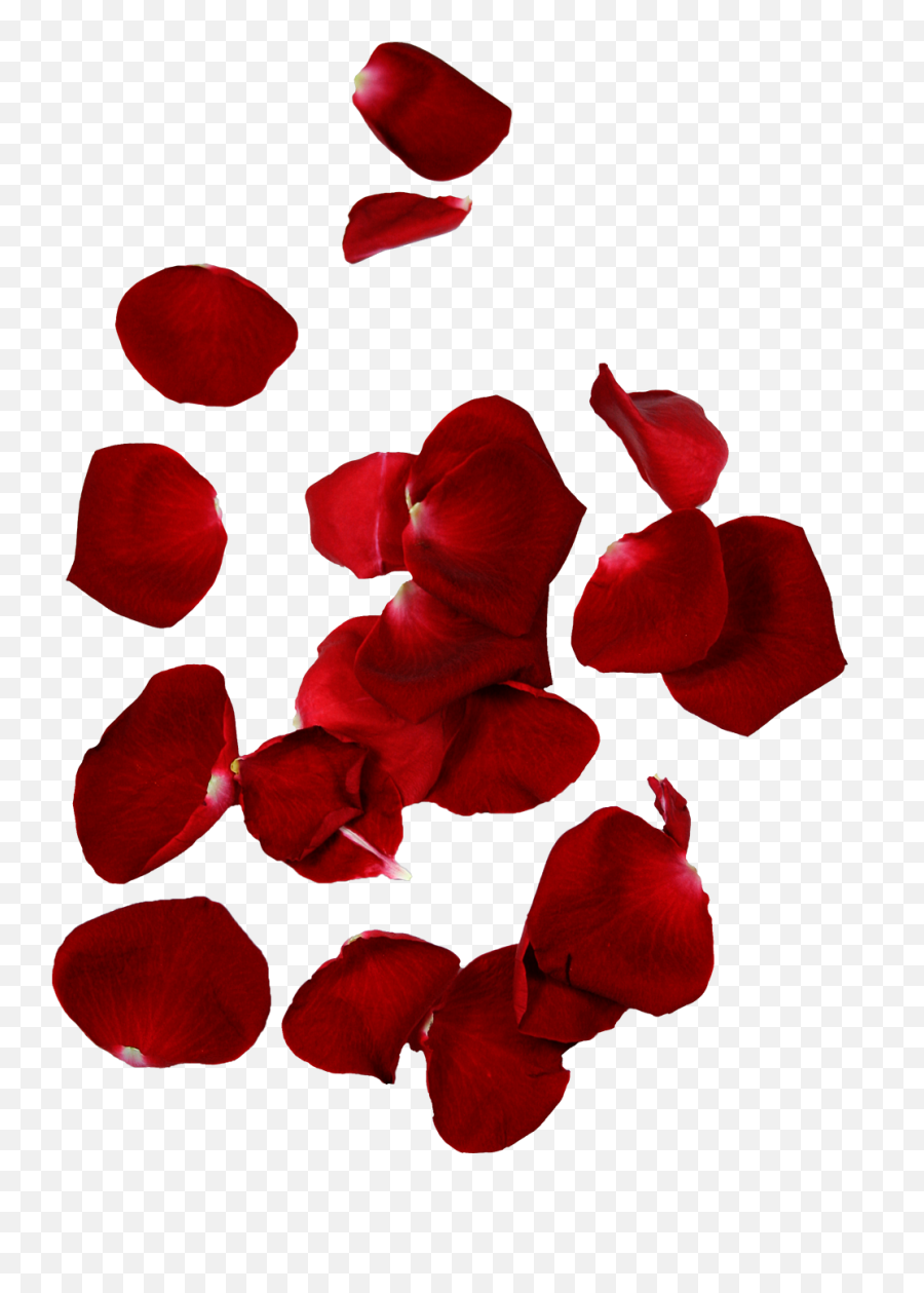 Hd Rose Petals - Transparent Background Rose Petal Transparent Emoji,Rose Petals Png