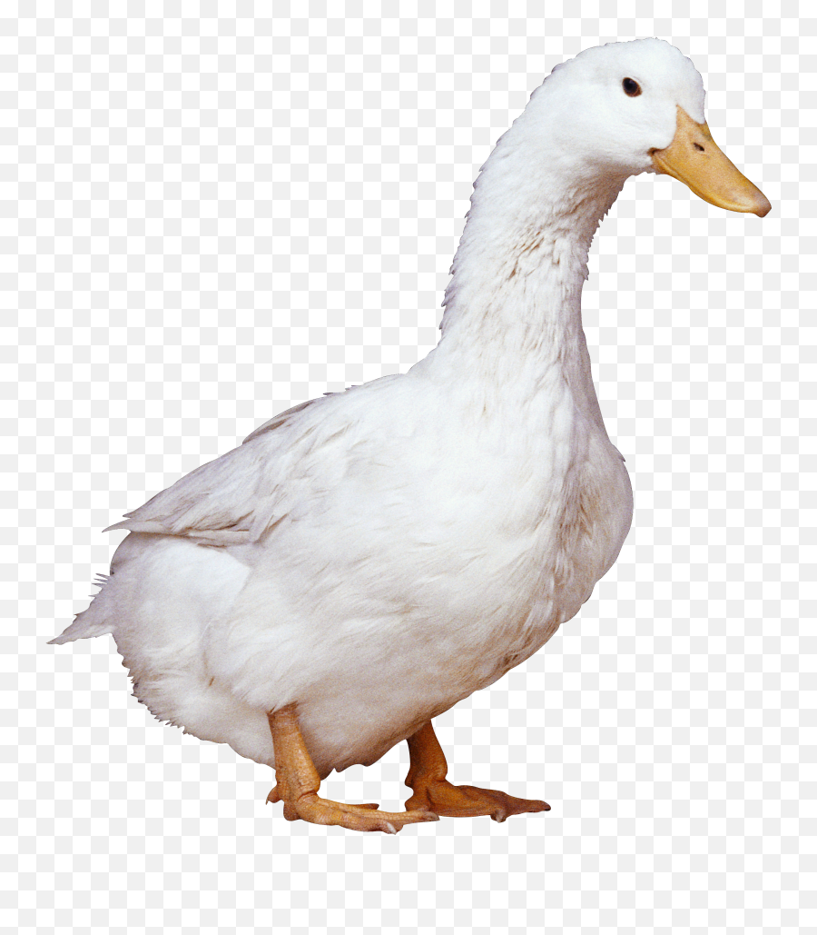 Swimming White Duck Transparent Png - White Duck Png Emoji,Duck Transparent