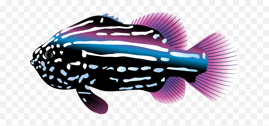 Tropical Fish Clipart - Tropical Fish Clip Art Emoji,Tropical Clipart