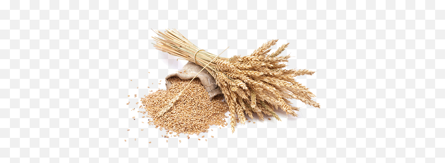 Grain Png Picture - Grain Emoji,Grain Png