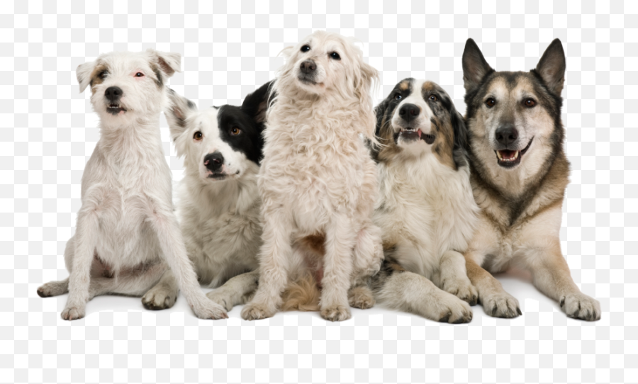 Download Happy Dogs Png Image - Pack Of Dogs Png Full Size Transparent Happy Dog Png Emoji,Dogs Png