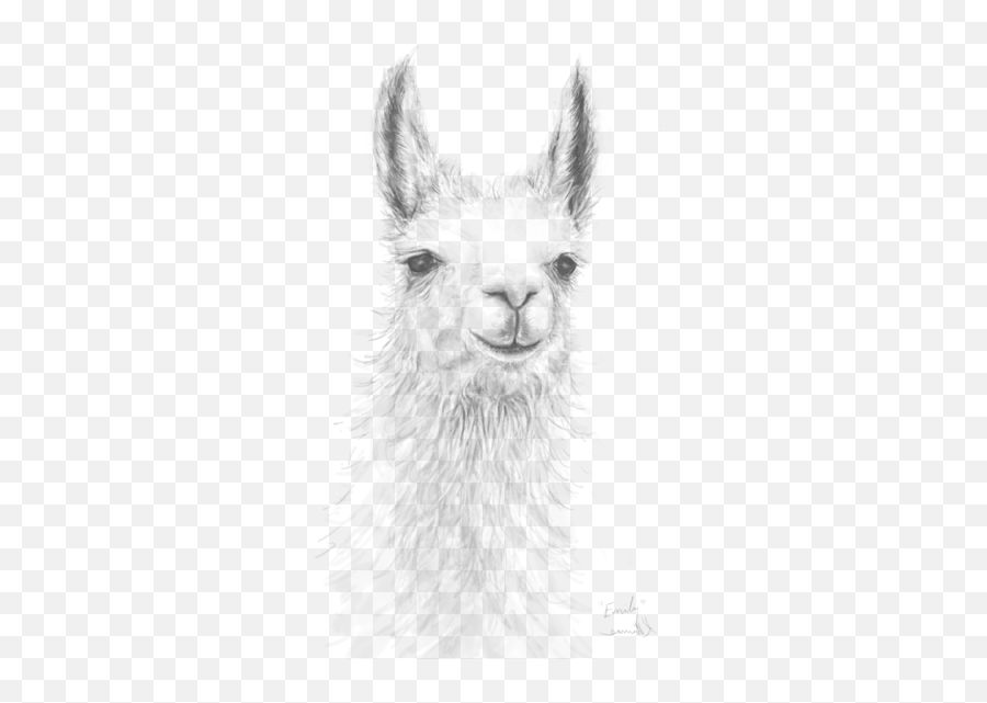 Realistic Alpaca Drawing Png Image With - Realistic Llama Face Drawing Emoji,Alpaca Png