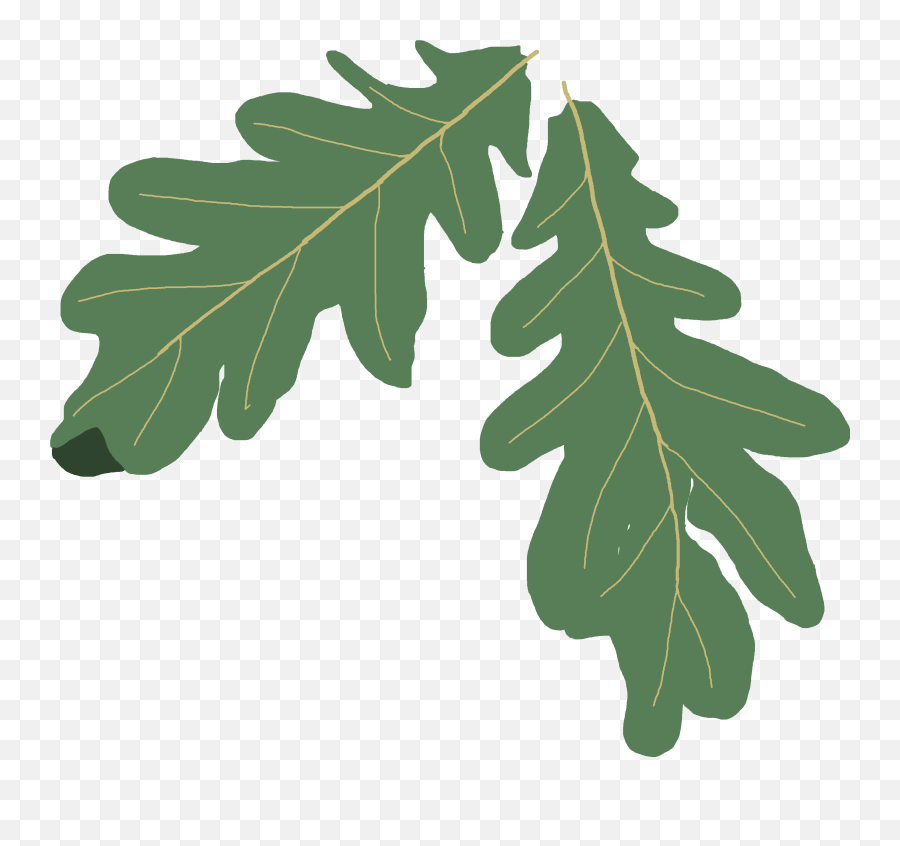 Library Of Free Clipart Freeuse Library Images Oak Tree Png - Oak Leaf Clipart Emoji,Acorn Clipart