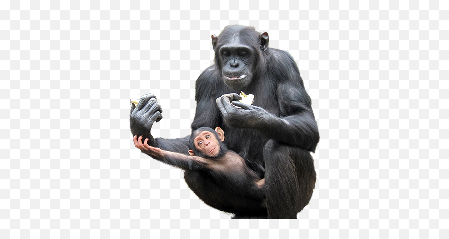 Baby Chimpanzee Emoji,Chimp Png