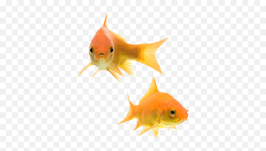 Fish Transparent Png Images - Stickpng Emoji,Fishes Png