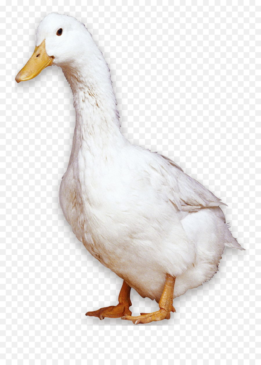 American Pekin Peking Duck Bird Domestic Goose - White Duck Emoji,Duck Transparent Background