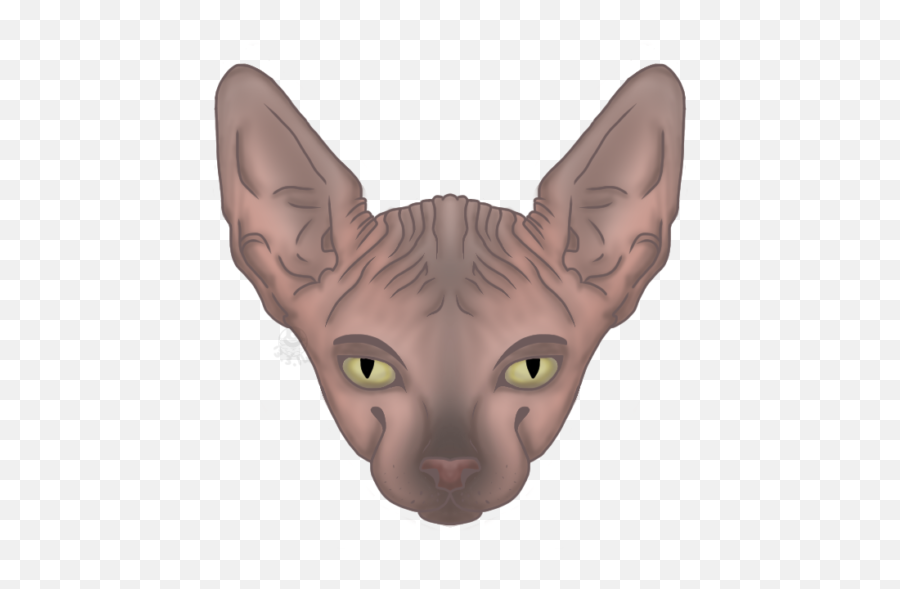 Sphynx Kittens For Sale Near Me Sphynx Cats For Sale 2021 Emoji,Cat Nose Clipart