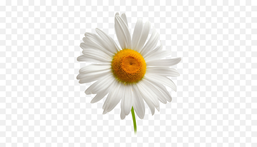Single Daisy Chamomile Background Png - Flower Png Emoji,Daisy Transparent Background