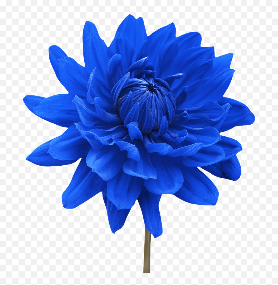 Vector Blue Flowers Png Clipart Background Png Arts Emoji,Blue Flower Png