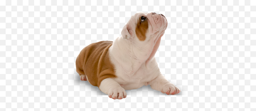 English Bulldog Breeders Texas Review Pets Guide And Care Emoji,English Bulldog Clipart