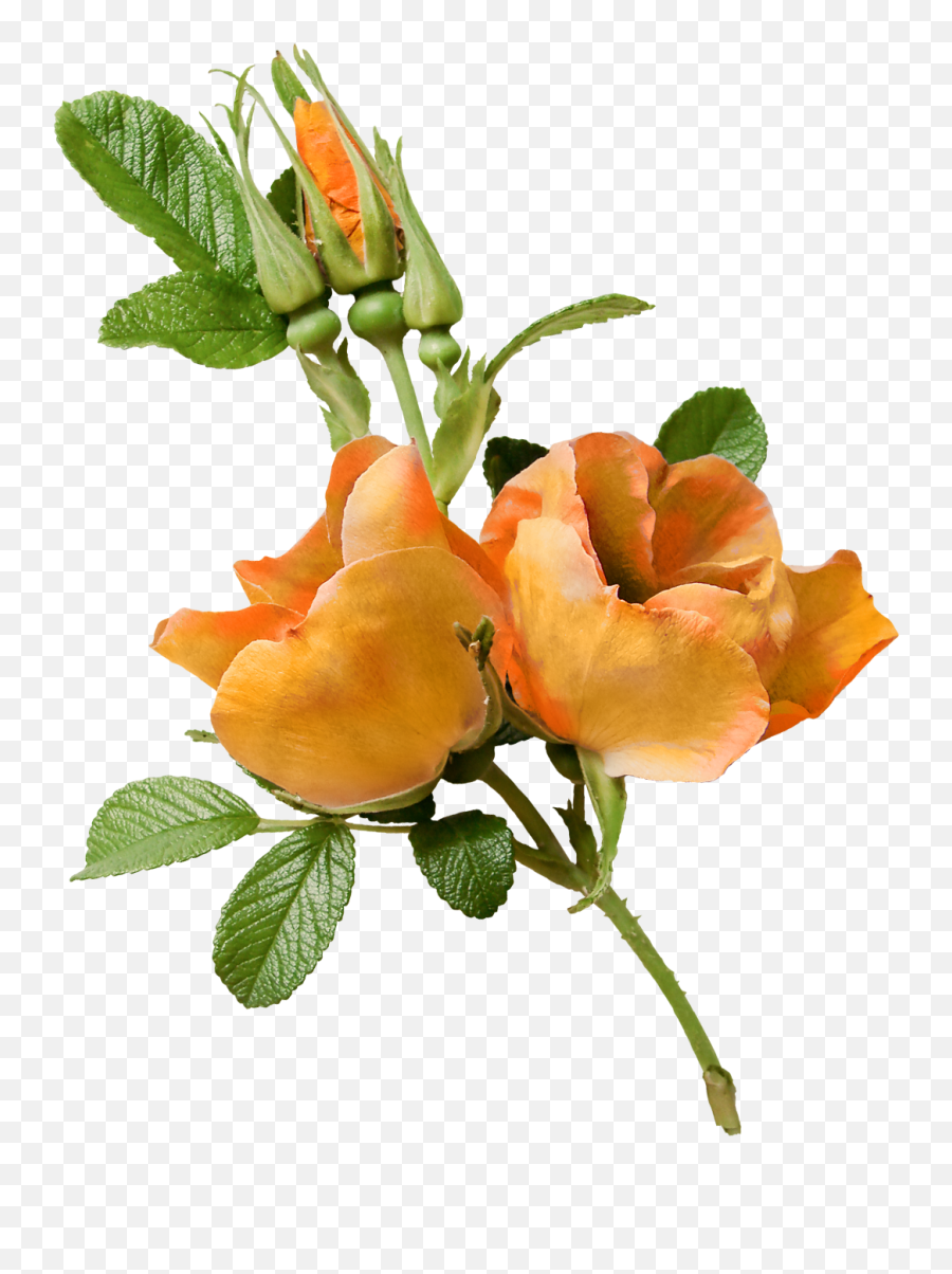 Flower Garden Roses Floral Design Clip Art - Flower Garden Emoji,Flower Garden Clipart