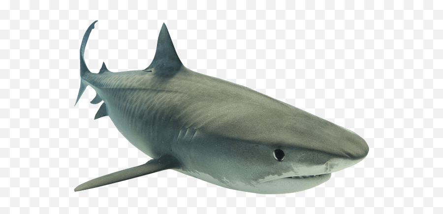 Shark Png - Transparent Background Shark Transparent Emoji,Shark Transparent Background