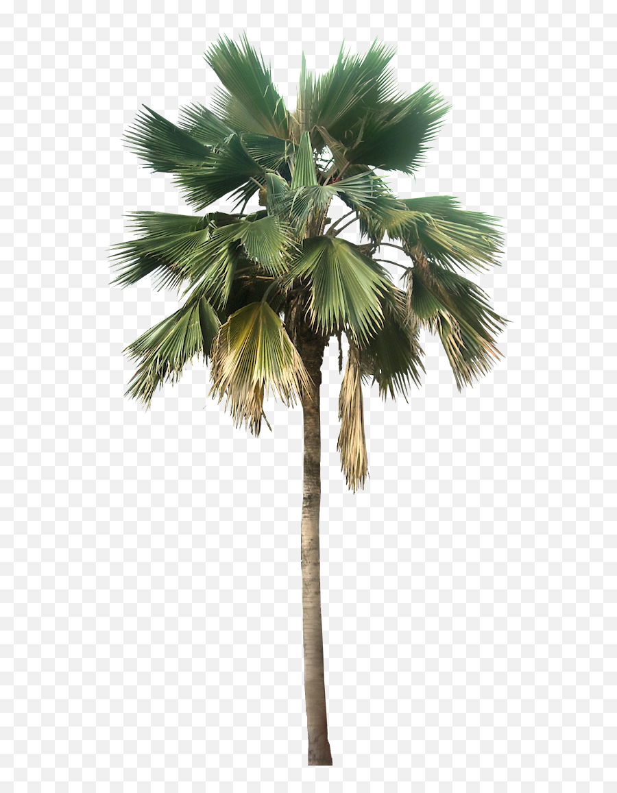 Palm Png Palm Transparent Background - Palm Tree Png Emoji,Trees Png