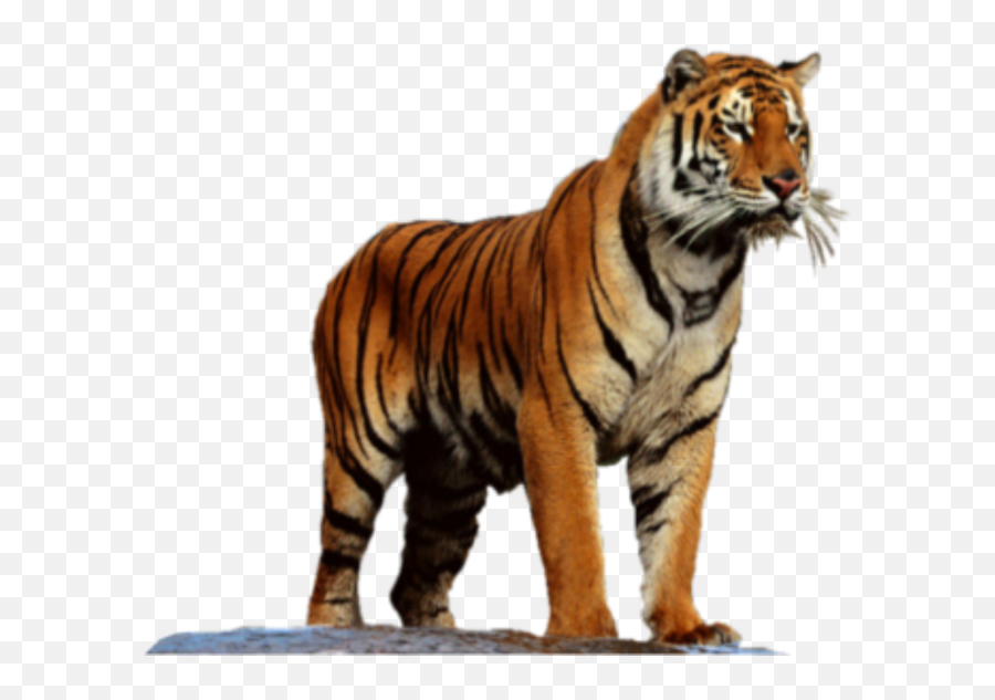 Tiger Png Transparent Background Image For Free Download 34 - Transparent Background Tiger Png Emoji,Tiger Png
