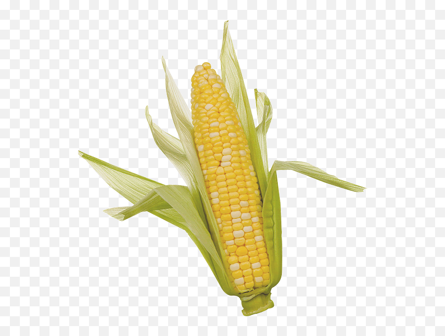 Corn Png Clipart - Corn On The Cob Emoji,Corn Png