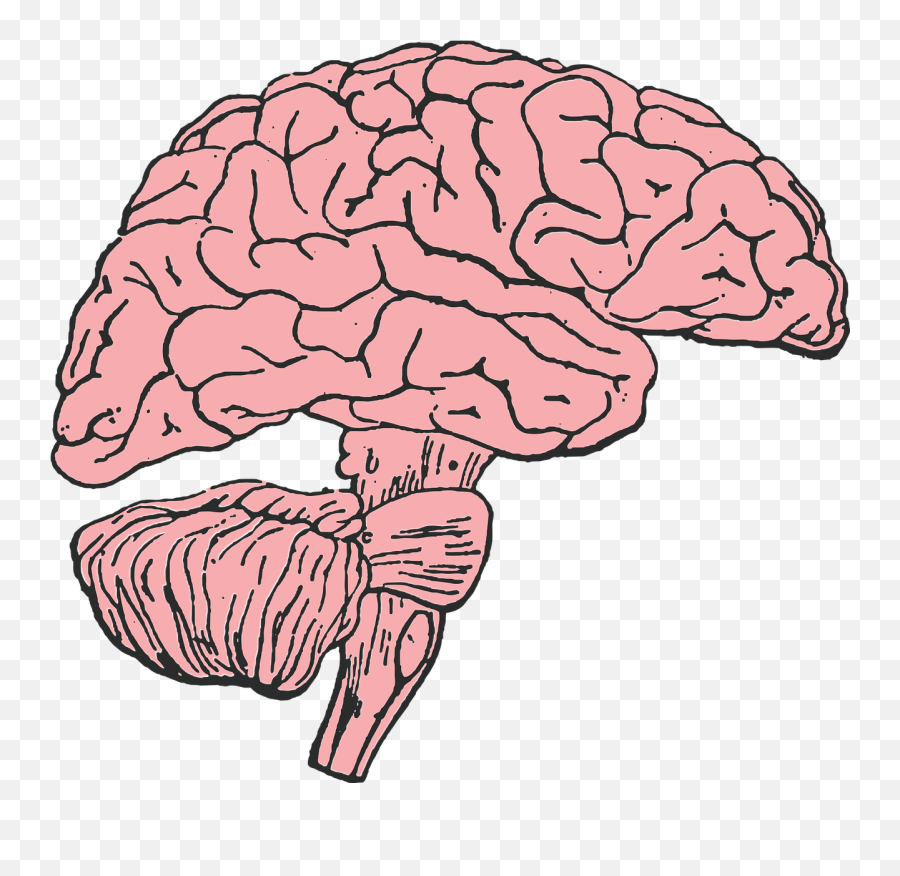 Brain Silhouette Png - Brain Clip Art Transparent Cartoon Clip Art Emoji,Brain Clipart Png