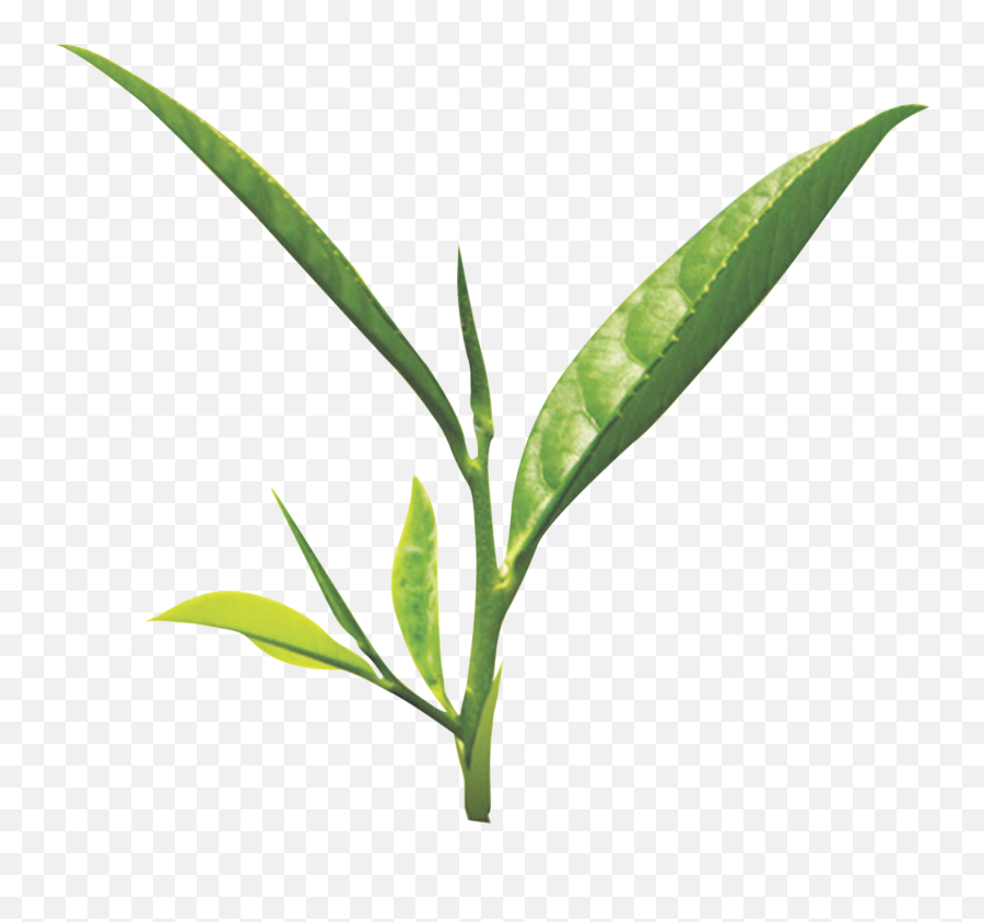 Tea Leaf Png - Green Tea Leaf Png Transparent Cartoon Transparent Tea Leaf Png Emoji,Leaf Png