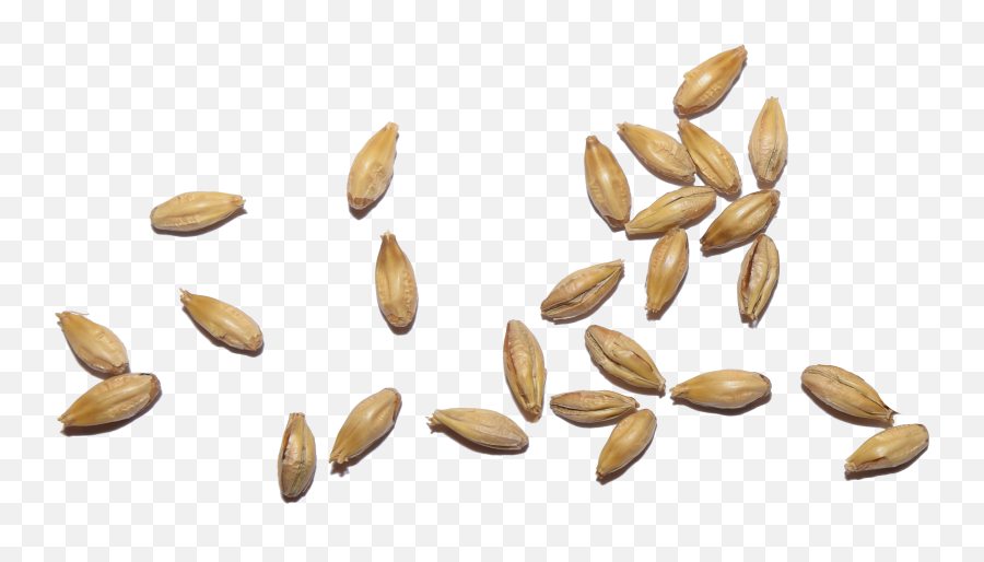 Download Ipec Malt - Grain Wheat Seed Png Emoji,Grain Png
