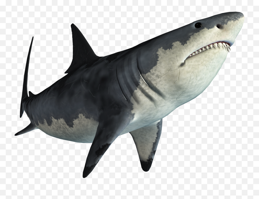 Shark Jaws Tadzio - 3d Shark Png Emoji,Shark Transparent Background